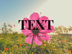 [후루사와] 코스모스의 꽃말