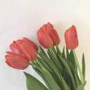 Tulpe