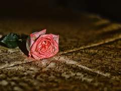 [샤아무] 장미를 위한 집