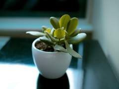 [화평최윤] 화분