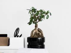 로얄가드님의 선건 천 일 축전 - ① 천리향