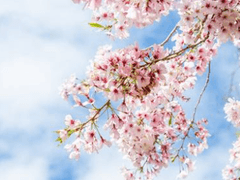 [히지오키] 평화로운 세상에서 - 첫 번째