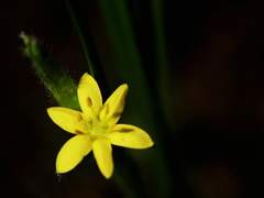 씻겨나간 꽃에도 꽃말은 있다