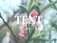 [쿠라사와] 벚꽃 구경