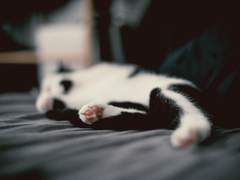 [현제유진] 자고 일어나니 세성 길드장의 펫이 되었습니다.