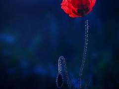 [도툥] 무화과 꿈