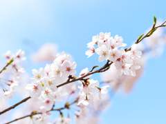 연향초영. 두 번째 꽃비가 내리다