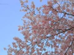 190405 cherry blossom