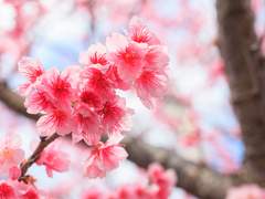 [여포진궁] 벚꽃 구경