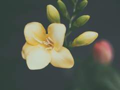 [이혁써니/오이] 프리지아야,