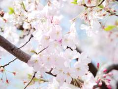 벚꽃이 흩날리는 어느 들판에서