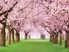 벚꽃이 흩날리는 어느 들판에서 2