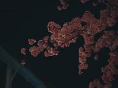 190407 밤에 벚꽃 보기