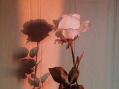 [히지긴] Black rose