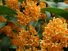 [카케타이카케] 무심(無心), 혹은 연심(戀心)