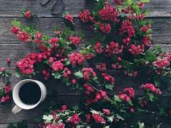 그리움을 보냅니다