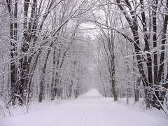 숲이 만드는 트리