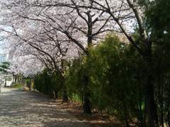 벛꽃배경과 이치마츠