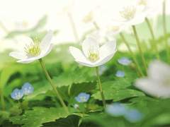 [구애/동매애신]선물