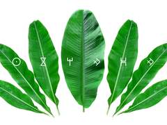 [몽찰] 이페 아코코 웹 유료발행 공지