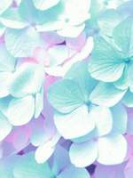 :: TIMEPIECE - DAILY ::