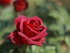 '장미꽃 향기가 바람을 타고' 시리즈