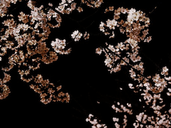 [타누나츠] 여름을 부르는 계절