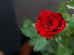 '장미꽃 향기가 바람을 타고' 시리즈