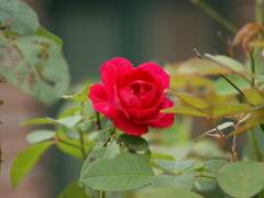 '장미꽃 향기가 바람을 타고' 시리즈