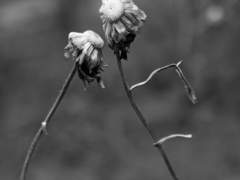 매그너스) 악귀