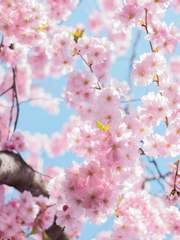 2019/04월: 꽃이 피는 계절/알러지