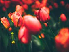 Taramullia Lita Astelranio