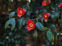 [토카나루] 동백꽃