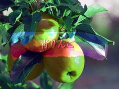 [선기하림] 靑りんご(아오링고)