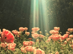 [베논별] 로맨스 소설