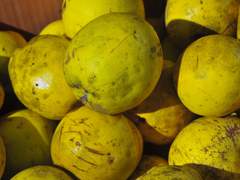 [화평최윤] 모과