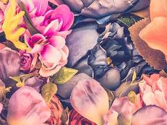 최한케일 | Rose of No Man’s Land