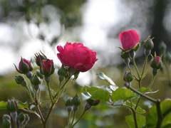 '장미꽃 향기가 바람을 타고' 시리즈