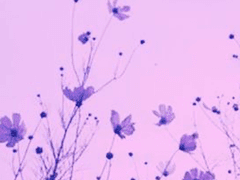 [KV] 피고 지는 꿈