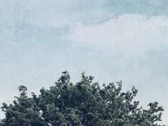 멸시 蔑視 (for.자전님) 上