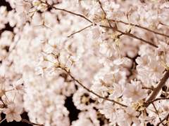 祕密庭園 - 비밀정원