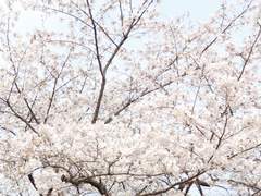 [부생한천] 春, 기다림