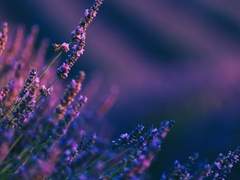 [뷔진] 디어 마이보스 14