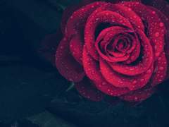 [여림걸오] 애이불비(哀而不悲) - 12