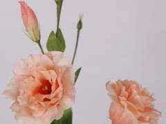 [현제유진유현]Lisianthus-2