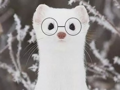 족제비 션웨이랑 햄져 윈란이