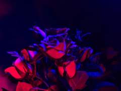 디오승 [마지막 별]