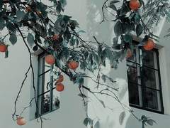 외사랑 보고서 1