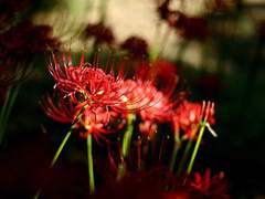 너는 죽고 싶다고 말했어