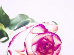 [유현유진] 유리관 속 보랏빛